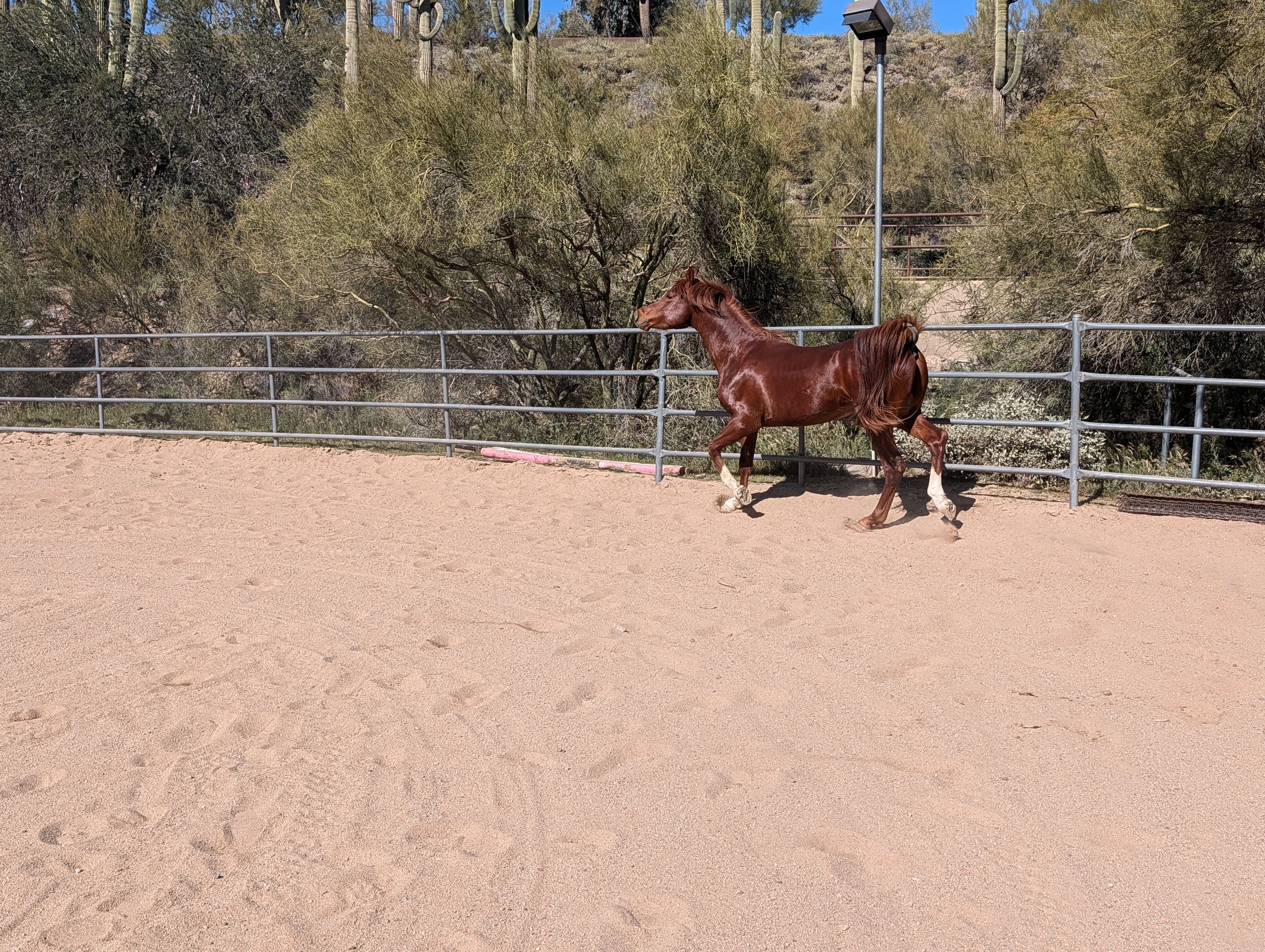 Max at 3 years old – chestnut stallion