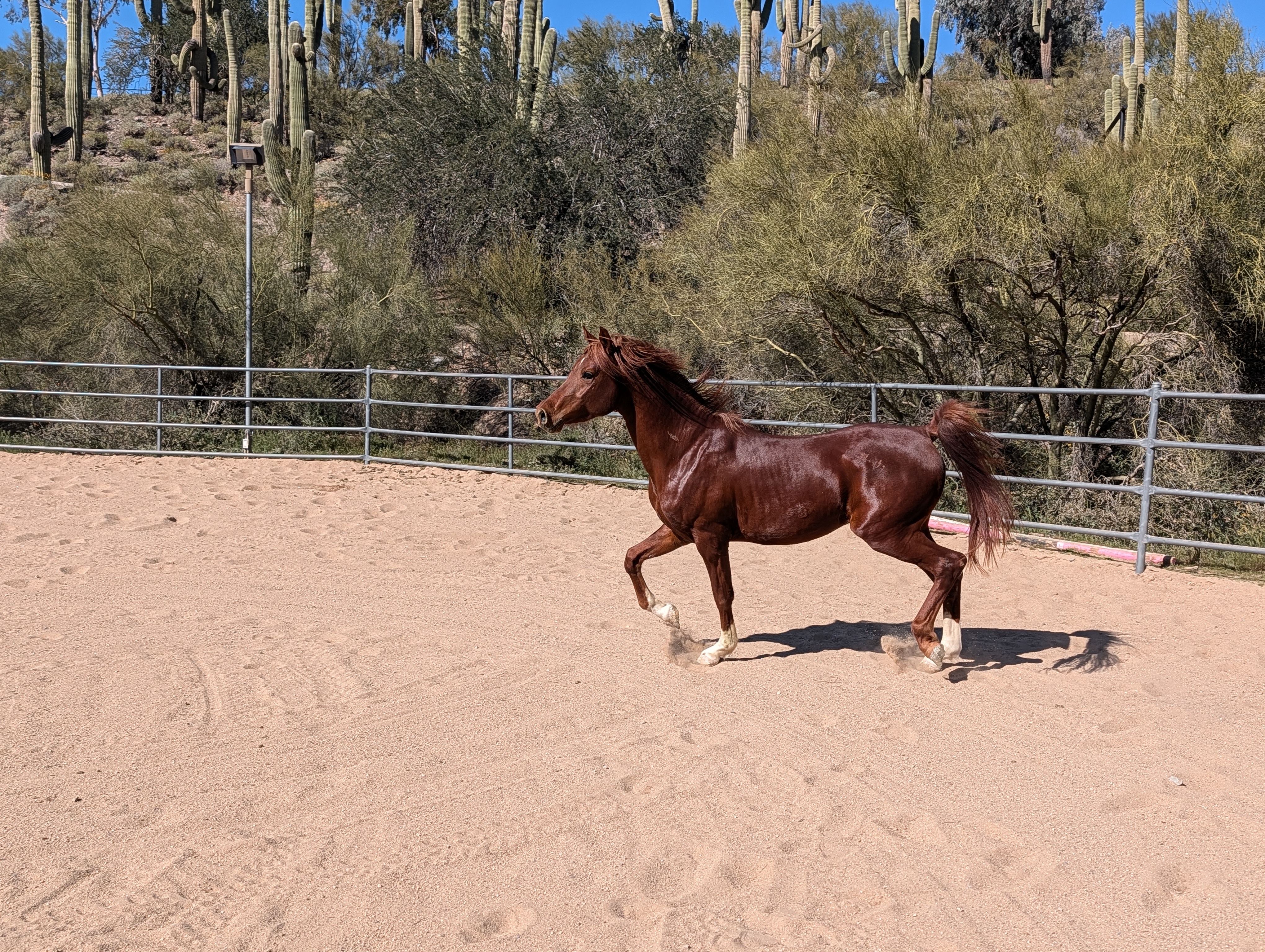 Side profile showing balance and neck